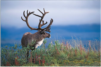 httpswww.outdoorlife.comsitesoutdoorlife.comfilesimport2014importImage2007legacyoutdoorgallerytundra_caribou1caribou.jpg