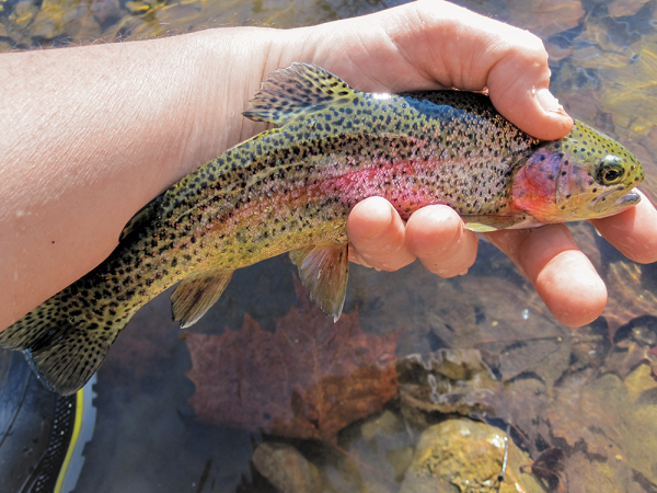 A Rainbow in Winter: Trout Fishing the Cold Season