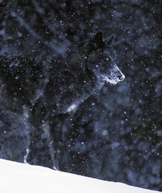How to Hunt Wolves: Wolf Hunting Tips and Tactics from the Experts