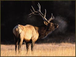 Don’t Blow Your Elk Hunt