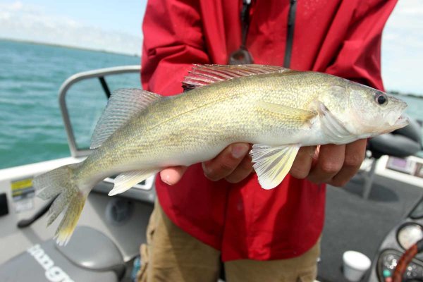 Fishing Skills: 20 Tips for Catching More Walleyes