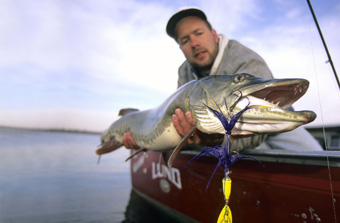 How to Catch Muskies on Topwaters