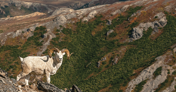 10 Rams in 12 Years: Lessons in Sheep Hunting