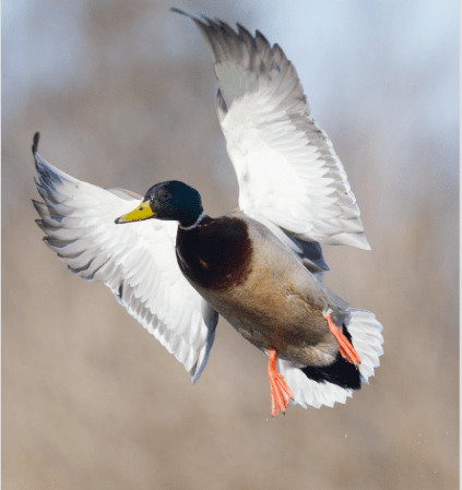 Seven Overlooked Places to Shoot Your Limit of Mallards