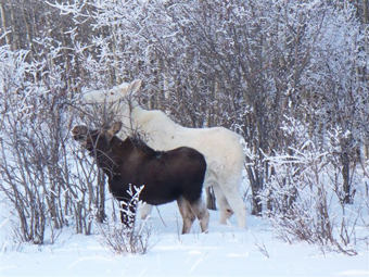White Moose in British Columbia