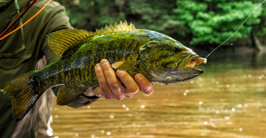 Our Top 5 Hottest Fly Patterns for Smallmouth Bass