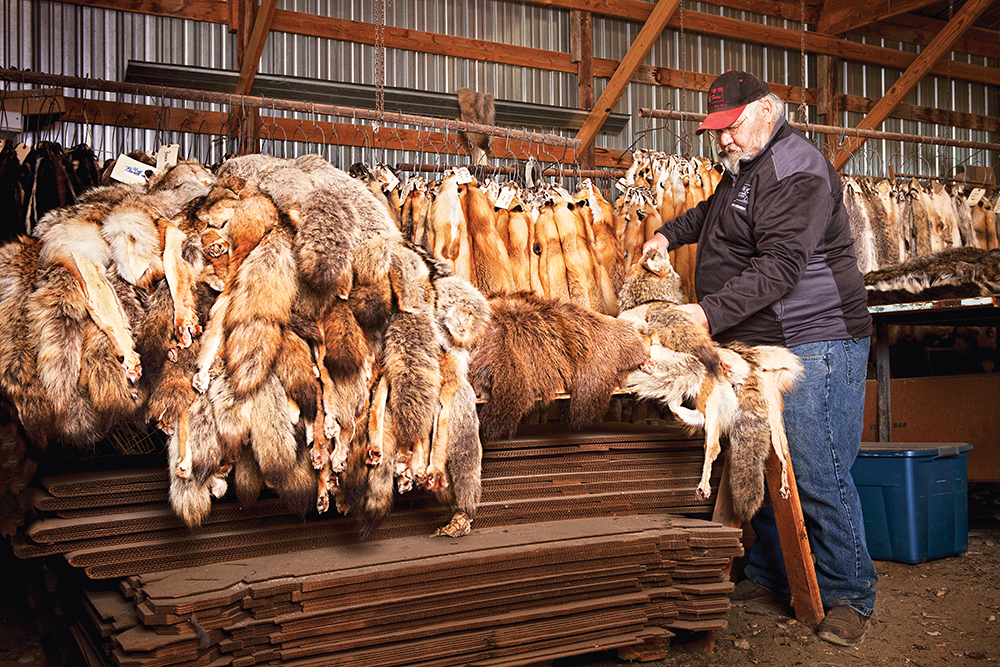 The Fur Trade: The Journey from Trap to Market