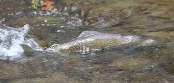 httpswww.outdoorlife.comsitesoutdoorlife.comfilesimport2014importImage2007legacyoutdoorgallerysteelhead_bonanza9.jpg