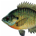 Where To Find Post-Spawn Panfish