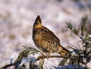 Hit-Or-Miss Grouse