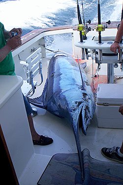 The Toughest Fish on Earth