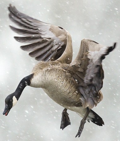 Tactics for Hunting Big River Geese