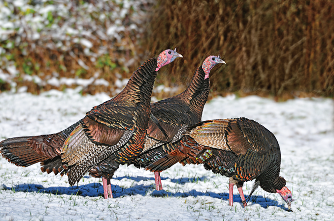 How to Hunt Turkeys in the Winter