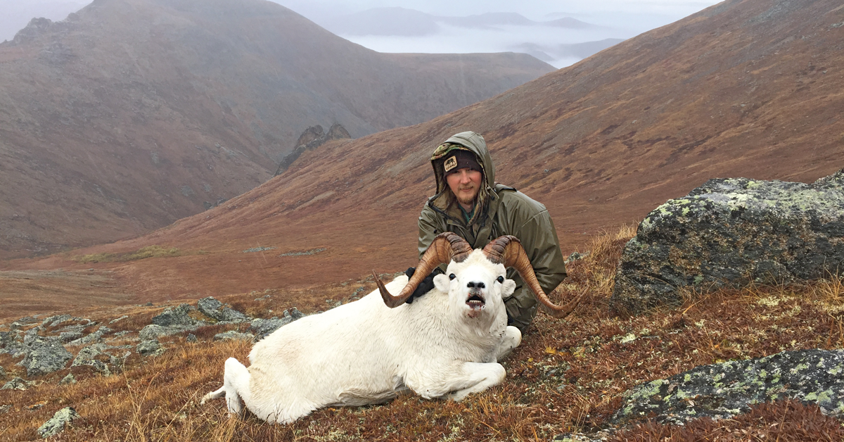 dall ram, sheep hunting, ram hunting, dall sheep hunting, tyler freel, alaska sheep hunting