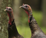 What To Do When Spring Turkey Gobbling Comes to a Halt