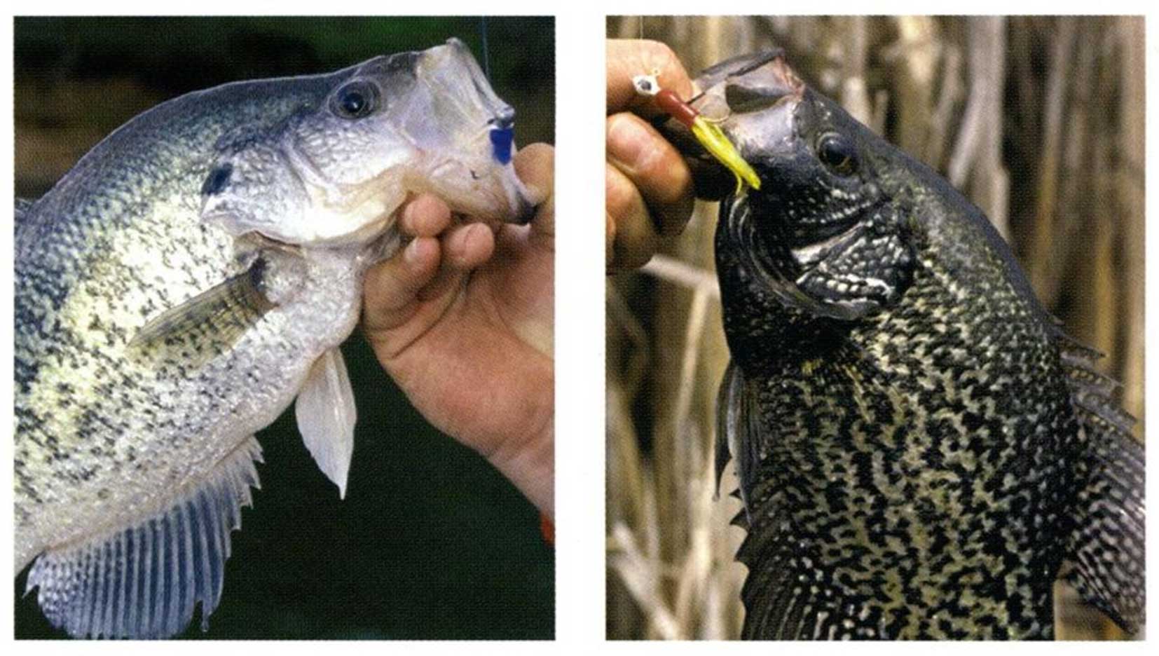 Black Crappie Fishing Guide  How to Catch a Black Crappie