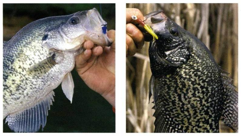 Crappies by Degrees