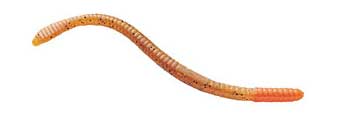 Straight-Tail Worm
