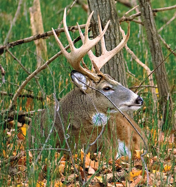 Whitetail Tips: How to Map Your Hunting Area