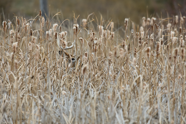 Whitetails: How to Hunt a Big Buck in the Cattails