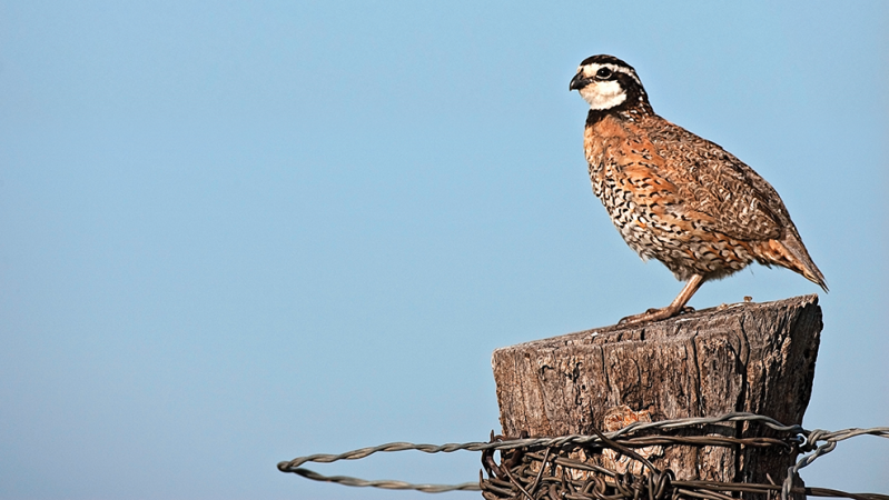 Boom-and-Bust Quail: Finding the Best Hunting Grounds