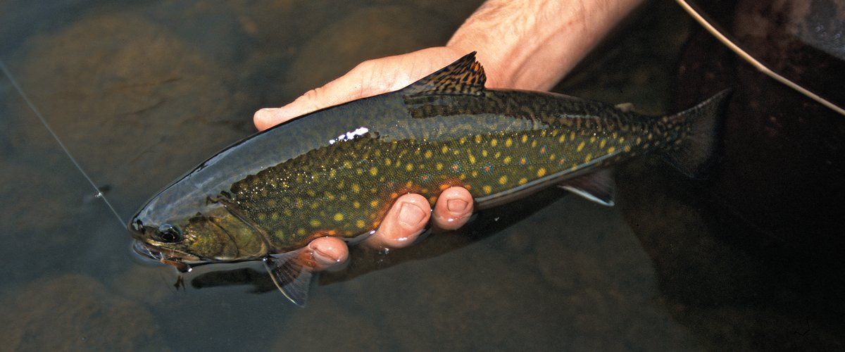 wilderness fishing destinations, fishing away from crowds, out-of-the way fishing spots, fishing off the beaten path, smallmouth bass, largemouth bass, brook trout, brookies