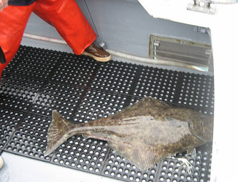 Biggest. Halibut. Ever?