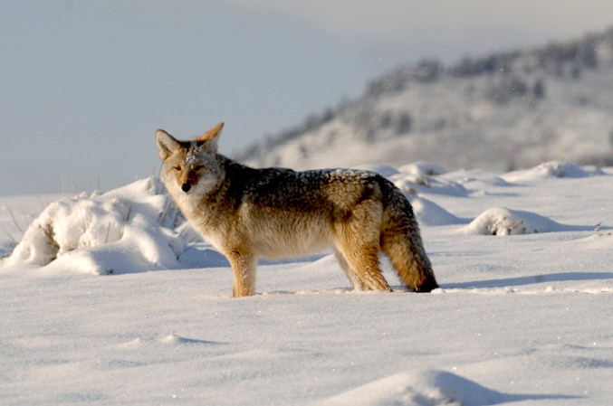 Deadly and Downright Dirty Tactics for Calling Winter Coyotes