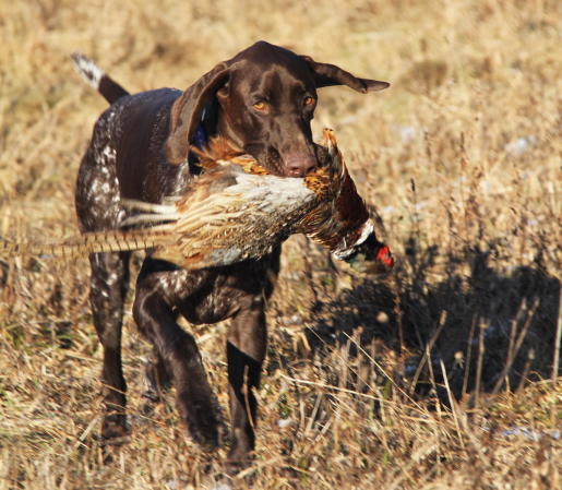Top Dogs: Scratch, the German Shorthaired Pointer