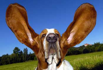 Biggest Dog Ears of All Time