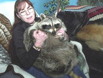 Fattest Raccoon Ever Recorded
