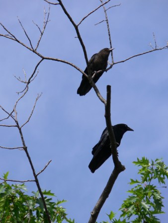 Crow Hunting 101