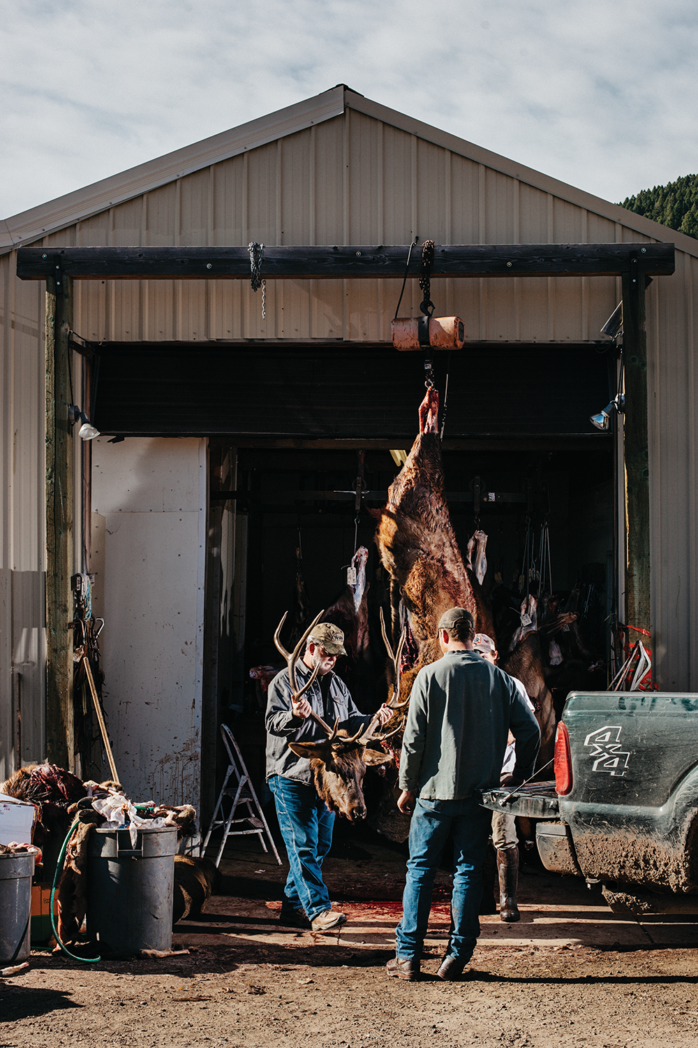 unloading elk meat