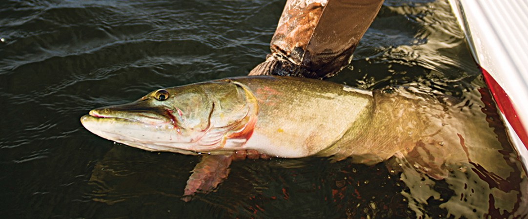 How to Catch Giant Spring Muskies on Green Bay