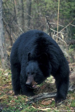 Stalking Big Black Bears