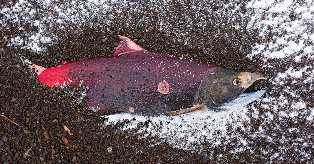 bear hunting, alaska brown bear hunt, John B. Snow, brown bear, brown bear hunt, Alaska bear hunt, Alaska hunting adventure