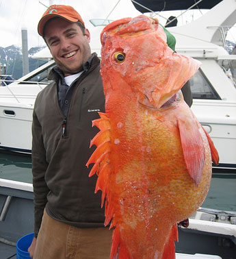 Yellow Eyes for Dinner