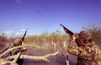 Birds Flare in Mexico