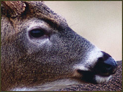 Learn How to Speak Whitetail