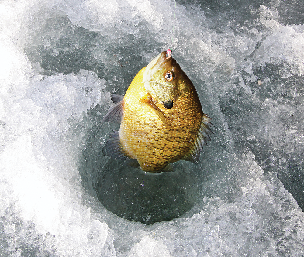 Best Ice Fishing Lures for Perch of 2023