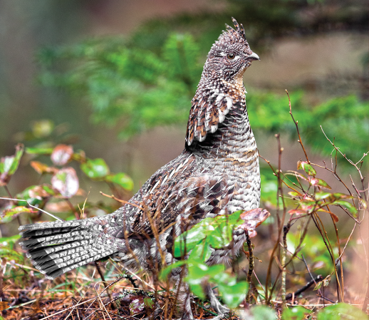 How to Find More Grouse Off the Beaten Path