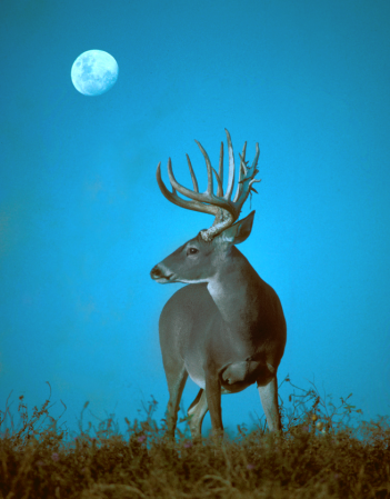 Moonstruck: The Effects of the Moon on Whitetails