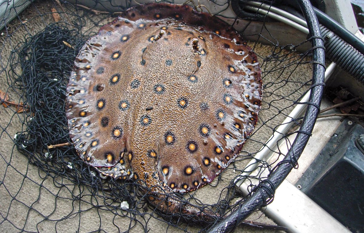 peacock bass, rio negro, amazon dogfish, freshwater barracuda, extreme angling, angling adventure, amazon fishing