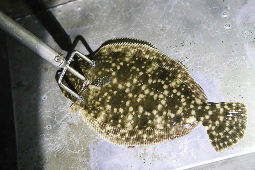 How to Gig for Fish, Plus a DIY Gigging Stick in 3 Steps