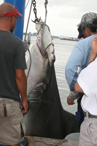 1,100 lb. Hammerhead Shark Caught!