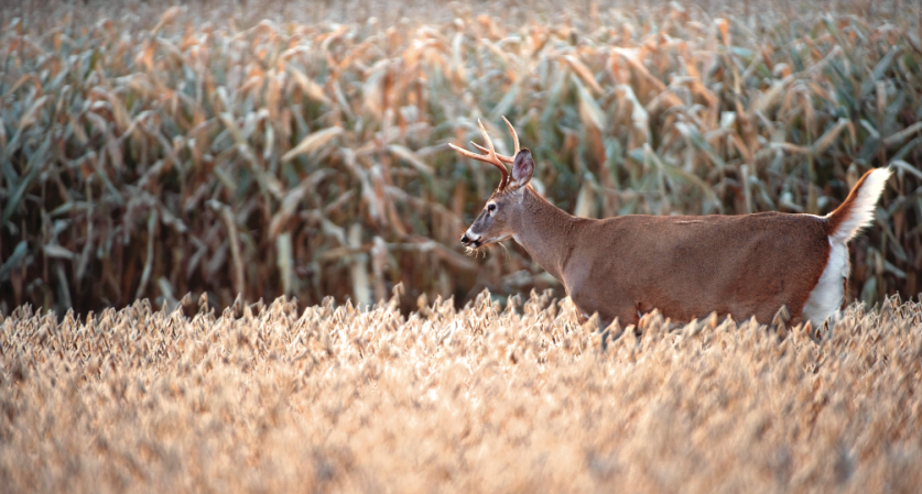 How to Hunt Deer in Standing Corn