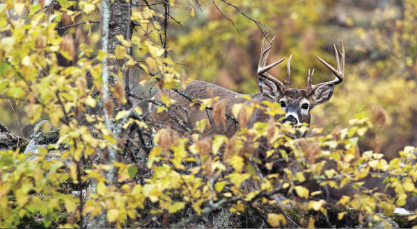 How to Hunt a Mature Buck Near His Bedding Area