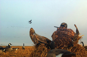 Take a Pair of Geese