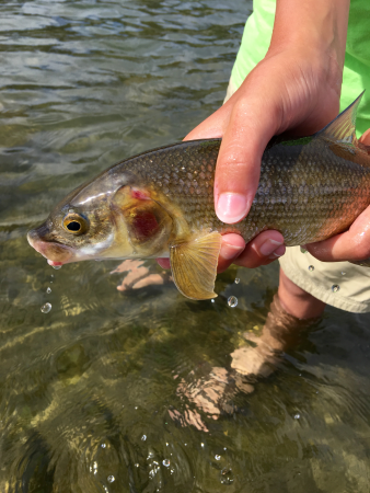 Massive Yellowstone Fish Kill Leads to Unprecedented River Closure