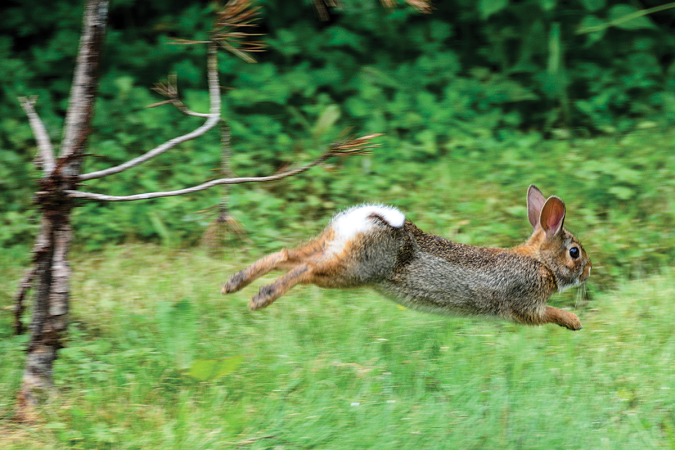 4 Tips to Help You Master the Rabbit Target